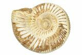 Polished Jurassic Ammonite (Perisphinctes) - Madagascar #248754-1